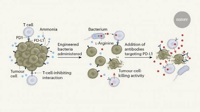 면역세포인 T세포가 암세포를 효과적으로 공략하지 못하는 건 암세포(tumour cell) 표면 단백질인 PD-L1이 T세포 표면의 PD1을 붙잡는 것과 함께 주변 영양분을 고갈시켜 힘을 뺀 결과다(왼쪽). 이때 암세포가 내놓는 노폐물인 암모니아를 아미노산 아르기닌으로 쉽게 바꾸는 대장균 균주(bacterium)를 넣어주면 T세포가 기운을 차려 암세포를 공격한다(가운데). 여기에 PD-L1을 표적으로 하는 항체를 더해 T세포를 자유롭게 하면 활성이 배가된다(오른쪽). 네이처 제공