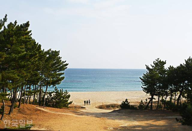 월송정에 오르면 소나무 사이로 백사장과 푸른 바다가 펼쳐진다.