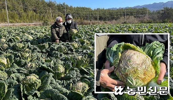 김장철 이후 배추값이 폭락하면서 전남 해남·진도 등지에서 산지거래가 실종돼 농가들의 피해가 커지고 있다. 해남의 한 배추밭에서 배추재배 농가들이 수확시기를 놓쳐 끝이 누렇게 썩기 시작한 배추(네모 안)를 보며 분통을 터트리고 있다.