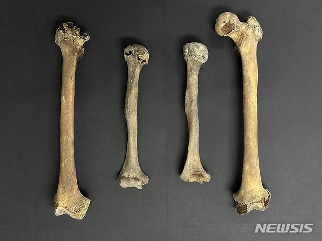 [서울=뉴시스] 충남 보령 옥약골 유적 출토 옛사람 뼈 - 넙다리뼈(1, 4번째) 및 위팔뼈(2, 3번째) (사진=문화재청 제공) 2022.12.16. photo@newsis.com