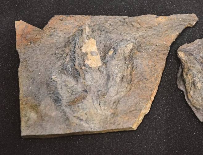 공룡 발바닥 화석. 어린이 과학동아 DB