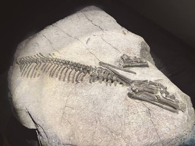 세계 최초로 우리나라에서 발견된 뿔 달린 공룡 신종 뼈 화석 코리아케라톱스 화성엔시스. 문화재청 제공