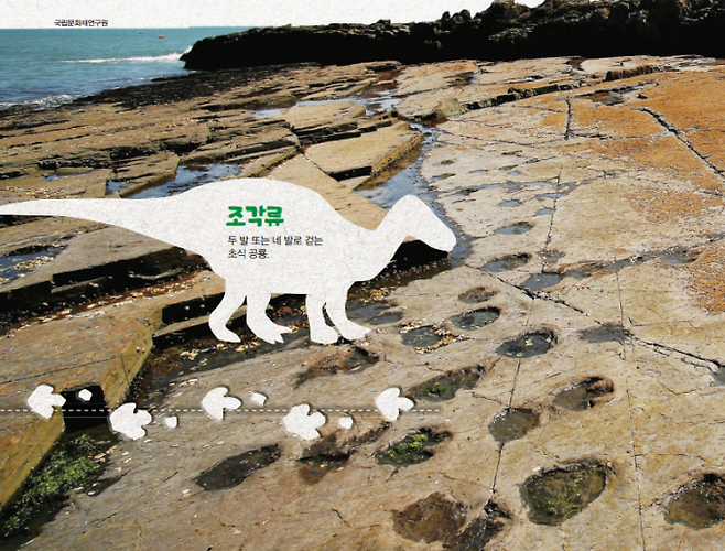 두발 또는 네발로 걷는 초식공룡 조각류의 발자국. 국립문화재연구원