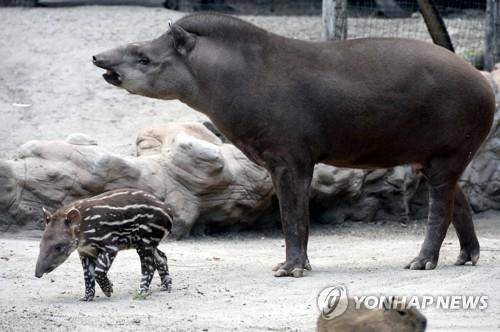 아메리카테이퍼 모자 [EPA=연합뉴스 자료사진]