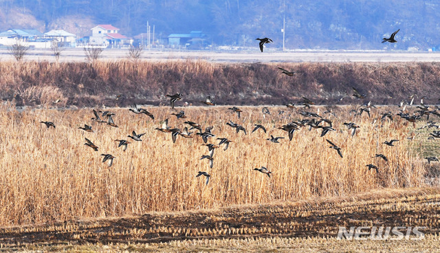 [하동=뉴시스] 경남 하동군 진교면 인근 들녘에 겨울철새 수 백 마리가 찾아와 겨울을 나고 있다. (사진= 뉴시스 DB) photo@newsis.com