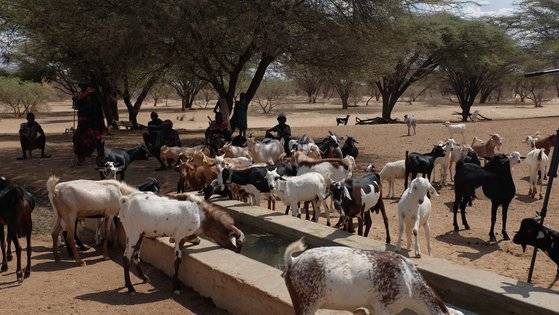 지난 6일(현지시간) 케냐 투르카나주의 소펠 마을에서 염소들이 물을 마시고 있다. 이 물은 한국 정부와 유니세프가 협업해 개발한 태양열 지하수 관정에서 나온 것이다. 유목민인 투르카나 부족에게 목축업을 위한 물공급은 필수적이다. [외교부 공동취재단(케냐 투르카나주)]
