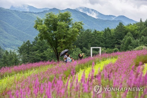 국립백두대간수목원에 핀 털부처꽃 [한국수목원정원관리원 제공·재판매 및 DB 금지]