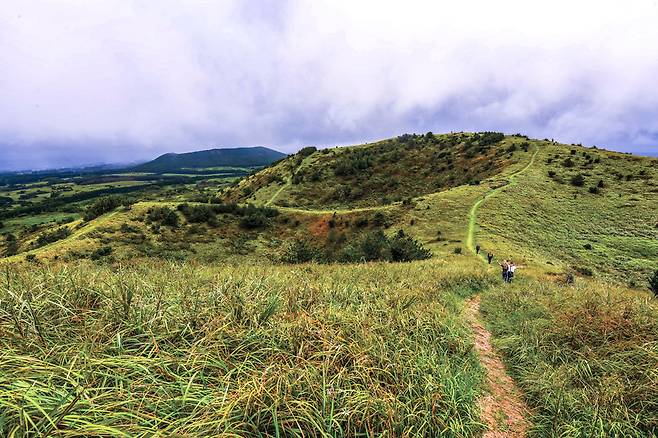 여름날의 따라비오름. 굼부리마다 신록이 한 바가지씩 담겼다.