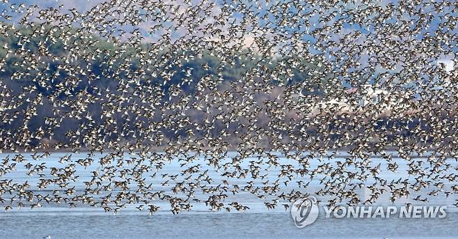 주남저수지 찾은 가창오리 (창원=연합뉴스) 지난 18일 국내 최대 철새도래지인 경남 창원시 의창구 동읍 주남저수지에서 가창오리떼가 비행을 하고 있다. 2022.12.20 [최종수 생태사진가 제공. 재판매 및 DB 금지]ljy@yna.co.kr