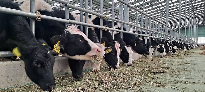 22일 운송을 앞두고 있는 젖소들은 경기도 화성에 위치한 검역시행장에서 기본 검진, 백신 접종 등 출국을 위한 준비를 진행하고 있다./헤퍼코리아 제공
