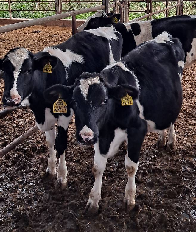 12월 22일 인천국제공항에서 42마리의 젖소 송아지가 아시아나 항공편을 통해 네팔로 이동한다./헤퍼코리아 제공