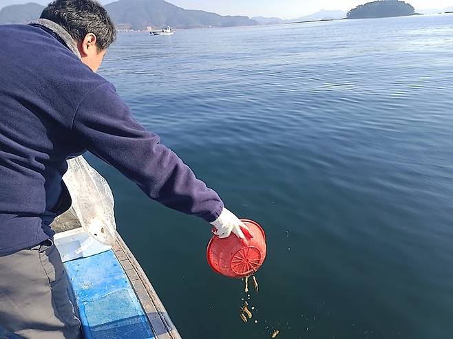 [고성(경남)=뉴시스] 신정철 기자= 경남 고성군이 21일, 어업인 소득 상승과 새로운 성장동력 창출을 도모하기 위해 삼산면 두포어촌계와 공동으로 두포리 포교해역 마을 어장에 해삼 종자 약 25만 5000미를 방류했다.(사진=고성군 제공).2022.12.21. photo@newsis.com *재판매 및 DB 금지