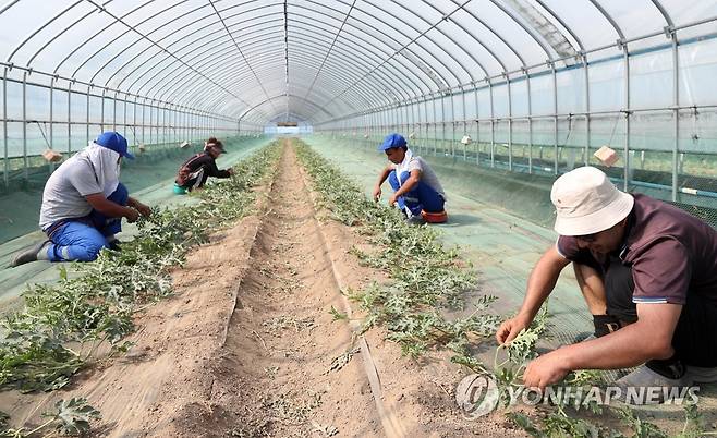 영농철 일손 돕는 계절근로자들 [연합뉴스 자료사진. 재판매 및 DB 금지]