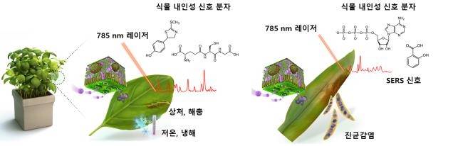 서울대 연구팀, 식물 스트레스 실시간 감지 나노센서 개발 [서울대 제공. 재판매 및 DB 금지]