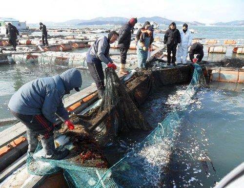 해상 가두리 한파 피해 [해양수산부 제공. 재판매 및 DB 금지]