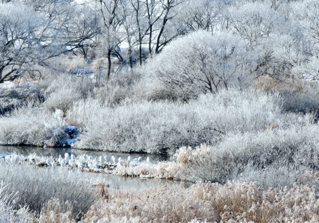 25일 강원 춘천시 소양강에 피어오른 물안개와 나무에 하얗게 핀 얼음꽃, 상고대 사이로 백로 무리가 몸을 웅크리고 있는 모습. 연합뉴스