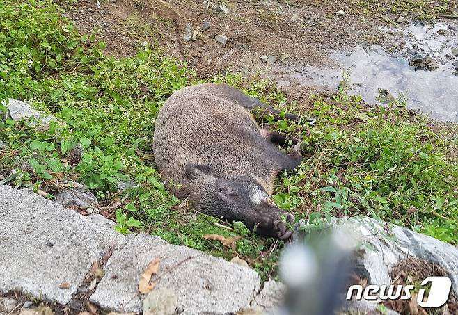 지난 2019년 9월 울산 울주군에서 발견된  멧돼지(울산경찰청 제공) 2019.9.26/뉴스1 ⓒ News1 조민주 기자