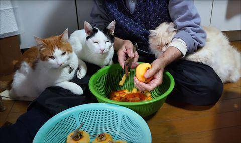 좌측부터 '치치', '치로', '모후모후' かご猫 Blog 유튜브 캡처