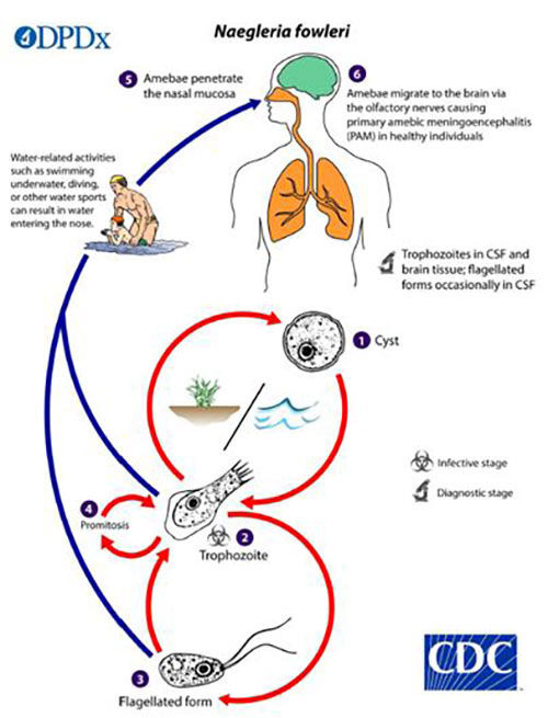 미국질병예방센터(CDC)가 제작한 파울러자유아메바 생활사 (사진=질병관리청 제공, 연합뉴스)