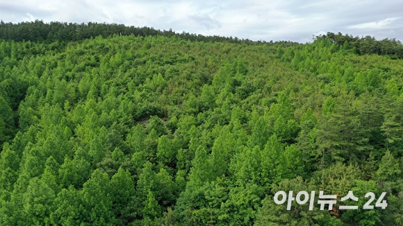 충남도가 조성한 꿀벌 먹이 숲. [사진=충남도청]