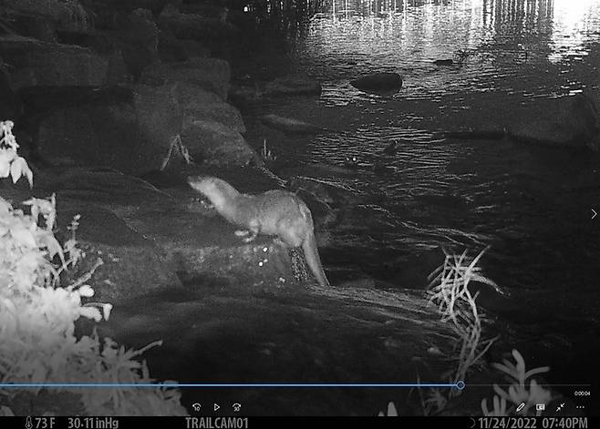 서울 중랑천에서 무인 카메라에 포착된 수달 가족의 모습. 중랑천환경센터 제공.