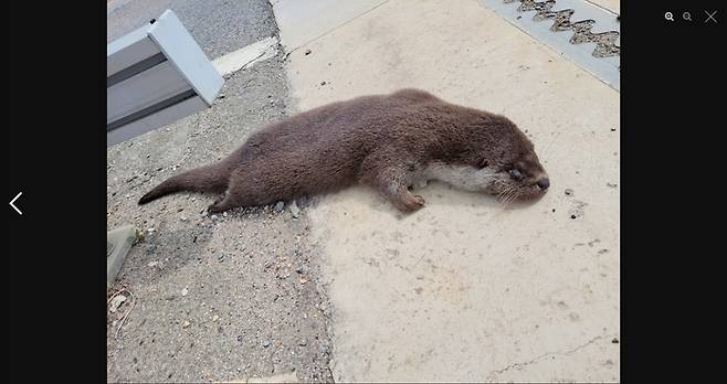 지난 4월 충남 홍성에서 차에 치여 죽은 채 발견된 수달 사체. 자연관찰사이트 네이처링, 김혜화씨 제공.