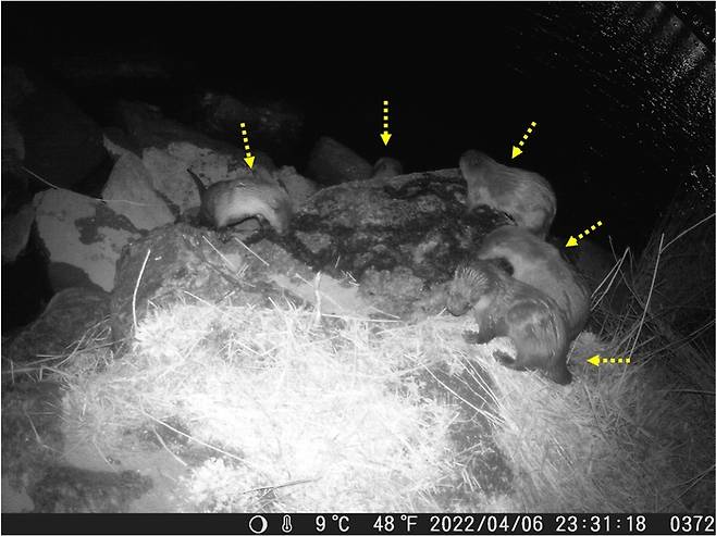 서울 한강에서 포착된 수달 가족의 모습. 서울시 제공.