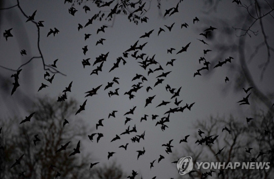 멕시코 밤하늘을 나는 박쥐. EPA 연합뉴스 자료사진