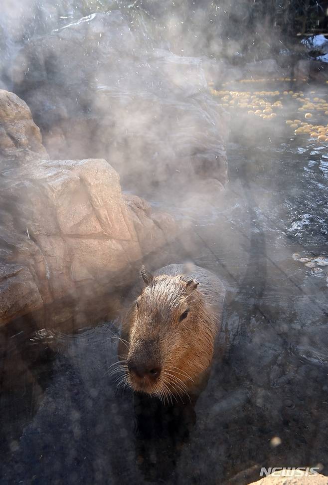 [용인=뉴시스] 김종택 기자 = 한파가 예보된 28일 오후 경기도 용인에버랜드에서 카피바라가 온천욕을 즐기고 있다. 2022.12.28. jtk@newsis.com