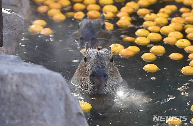 [용인=뉴시스] 김종택 기자 = 한파가 예보된 28일 오후 경기도 용인에버랜드에서 카피바라가 온천욕을 즐기고 있다. 2022.12.28. jtk@newsis.com