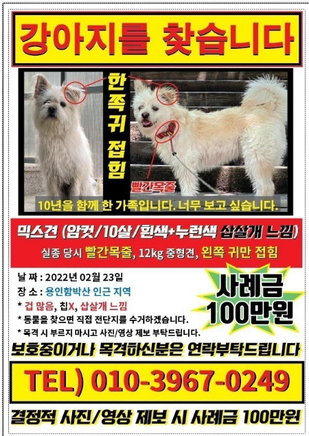 경기도 용인시 함박산에서 올해 2월 잃어버린 똘이의 모습. 가족은 하루도 빠짐없이, 전단지 1만장을 넘게 붙여가며 지금도 똘이를 애타게 찾고 있다. 이 모습을 잘 봐주시고, 전단지 연락처(010-3967-0249)에 제보 바랍니다./사진=똘이 보호자님