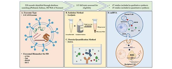 파킨스명 조기 진단을 위한 엑소좀 바이오마커 활용 모식도 / 사진 = 인제대 제공11