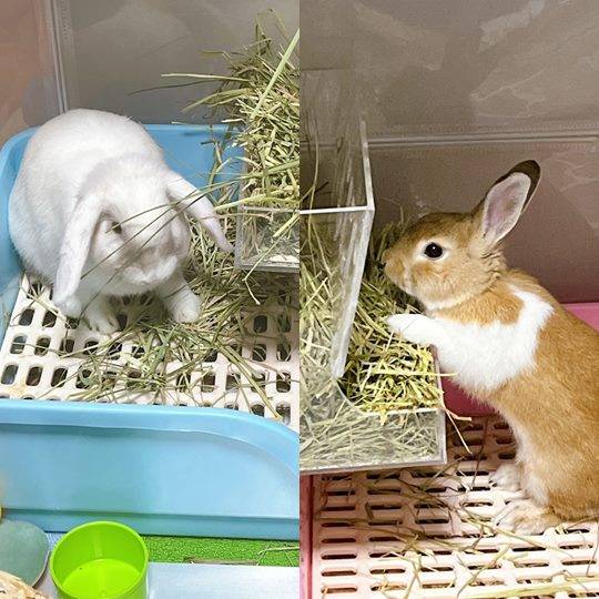 성인이 된 후 티모시 건초를 먹고있는 연유와 라떼의 모습 (사진=이하얀 씨 SNS)
