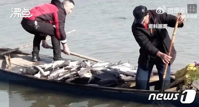 지방 정부 직원들이 죽은 메기를 회수하는 모습 - 웨이보 갈무리