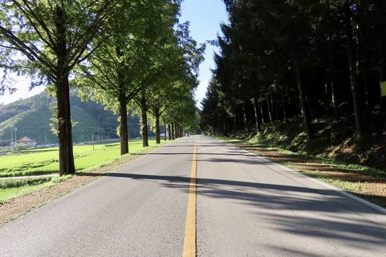 전북 완주군에서 모래재로를 이용해 진안군으로 넘어가면 메타세쿼이아 가로수 길을 만난다. 가을을 비롯해 계절의 절경을 선사한다. 사진 왼쪽 얕은 산이 웅치 일대다. 김홍준 기자