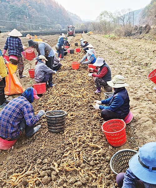 외국인근로자들이 농촌현장에서 일손을 돕는 모습(봉화군 제공)