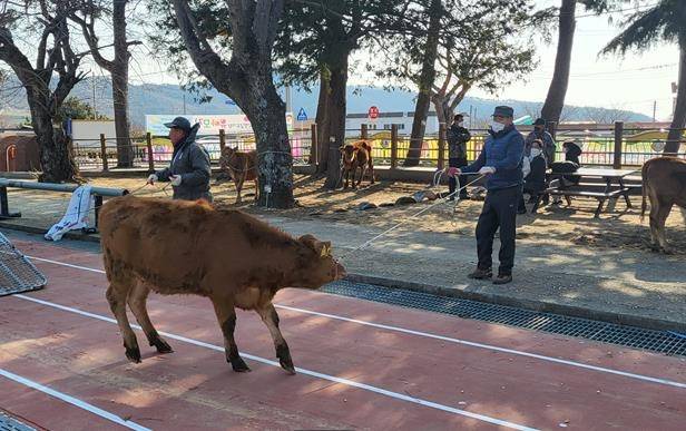 '송아지 한 마리가 장학금'…완도화흥초 졸업 선물  [완도 화흥초 제공·재판매 및 DB 금지]