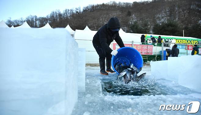 축제를 위해 방양되는 산천어.(화천군 제공)