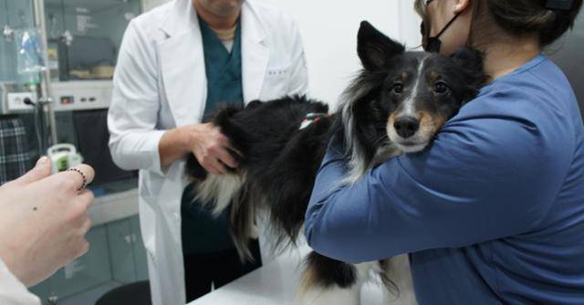 5일 서울 성산동 우리동생동물병원에서 반려견 '산이'가 진료를 받고 있다. 동그람이 정진욱