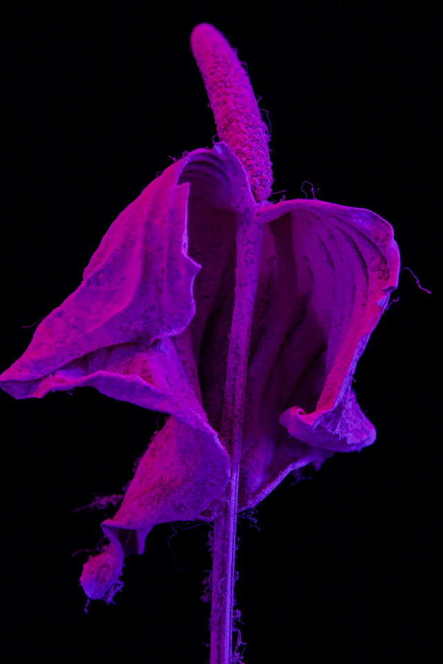 조선희의 2020년작 '#1'. 20년 된 말린 꽃에 형광안료를 뿌려 색을 입힌 후 촬영했다. /사진제공=뉴스프링프로젝트