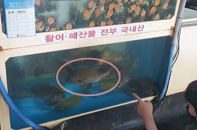 국내산으로 위장돼 수족관에 보관 중인 일본산 참돔. [자료=제주자치경찰단]