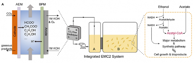 C2를 바로 쓸 수 있게 전극 용액과 미생물 배양 용액을 통일하면서도 이산화탄소로 C2를 효율적으로 합성하는 환원전극(cathode)을 만든 후, 유전자 5개의 발현을 조절해 대사회로를 바꿔 미생물이 바이오플라스틱(PHA)을 최대한 만들게 했다. 켐 제공