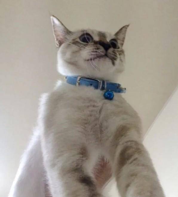 집사 간택 이 정도면 성공!! Twitter @Kawasaki_Hina