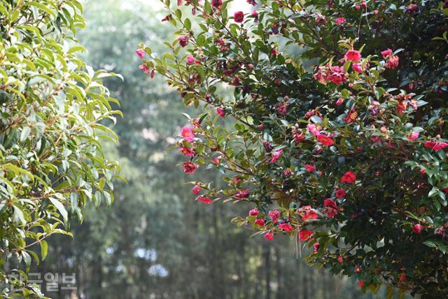 동백나무와 온갖 상록활엽수가 어우러져 푸르름을 자랑하는 초암정원.