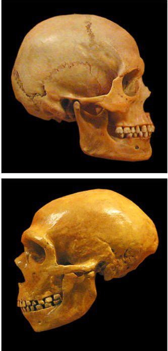 현생 인류의 두개골(위)과 네안데르탈인의 두개골(아래). 현생 인류와 네안데르탈인의 뇌 진화 방식이 유사하다는 연구 결과가 나왔다. 네안데르탈인의 지적 능력이 현생 인류보다 떨어지지 않았을 것이라는 추측이 과학계에서 제시된다. /위키미디어커먼스