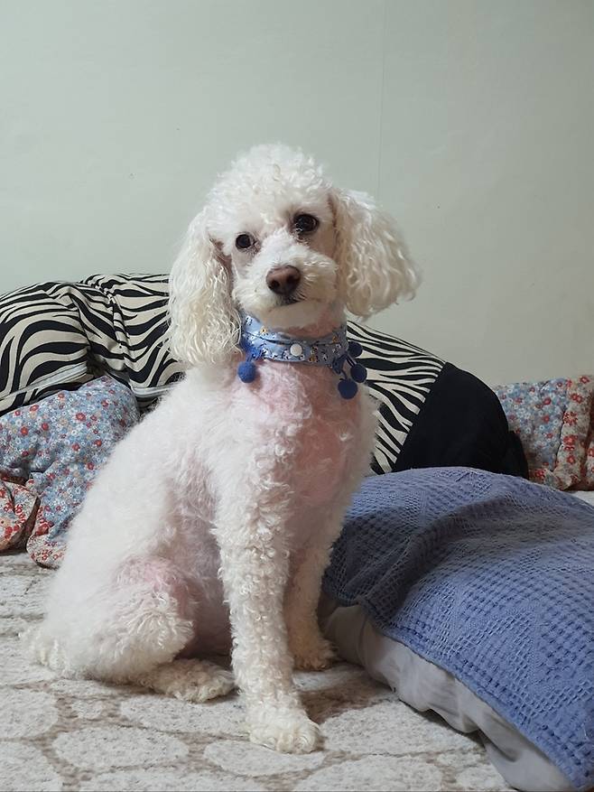 건강이 악화되기 전 백구는 통통하게 살이 찌고 털도 풍성했다. 김수열씨 제공