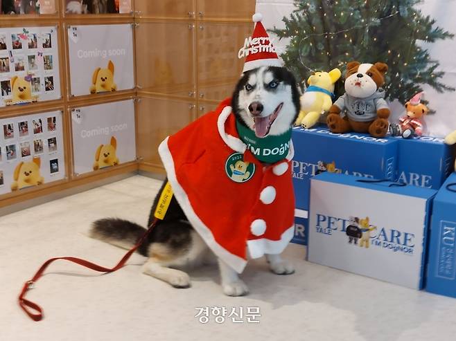 네 살배기 시베리안 허스키 성섭이가 지난달 19일 건국대 부속 동물병원 KU아임도그너 헌혈센터에서 헌혈을 마치고 기념촬영을 하고 있다. 전현진 기자