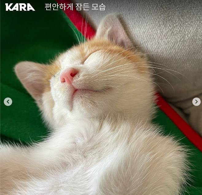 수술을 마치고 편안하게 잠든, 새끼 고양이 '왕자'의 모습. 입양해주셔서 고맙습니다./사진=동물권행동 카라