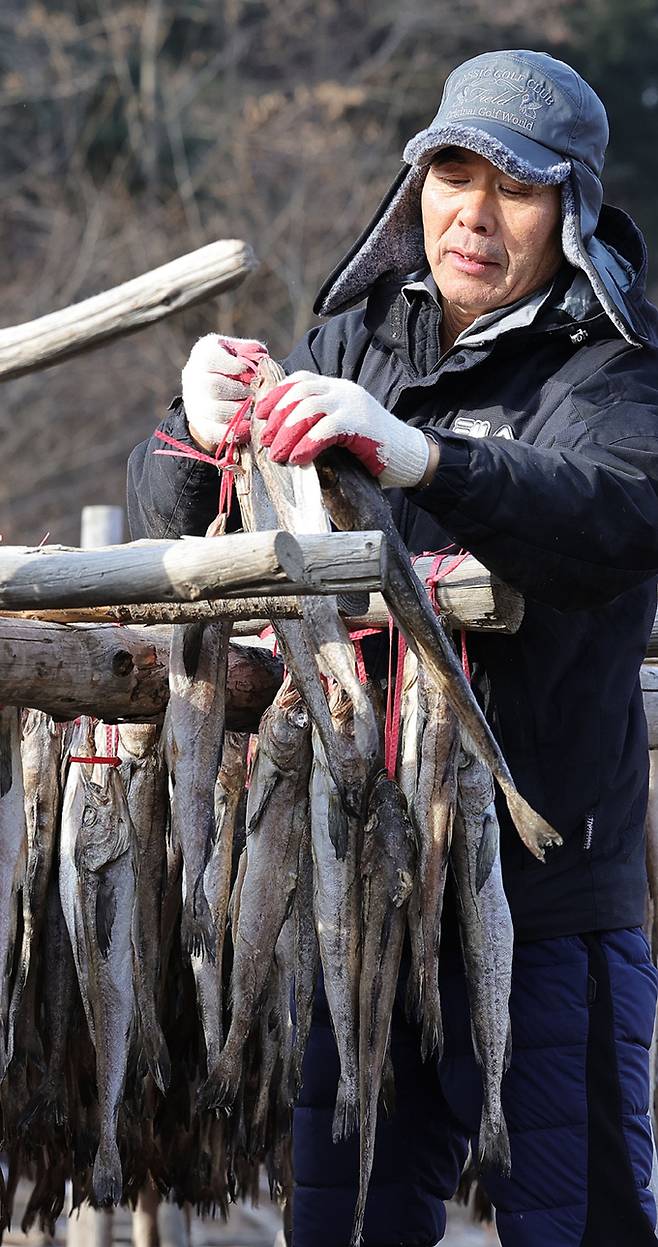 다리골황태덕장 김재식 대표가 건조장에 걸린 명태의 상태를 살펴보고 있다.