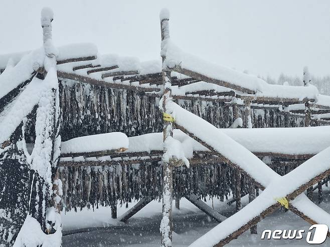 강원 전역에 대설특보가 발효된 15일 폭설이 내린 평창군 대관령면의 한 황태덕장에 눈이 쌓여 있다. 2023.1.15/뉴스1 ⓒ News1 윤왕근 기자